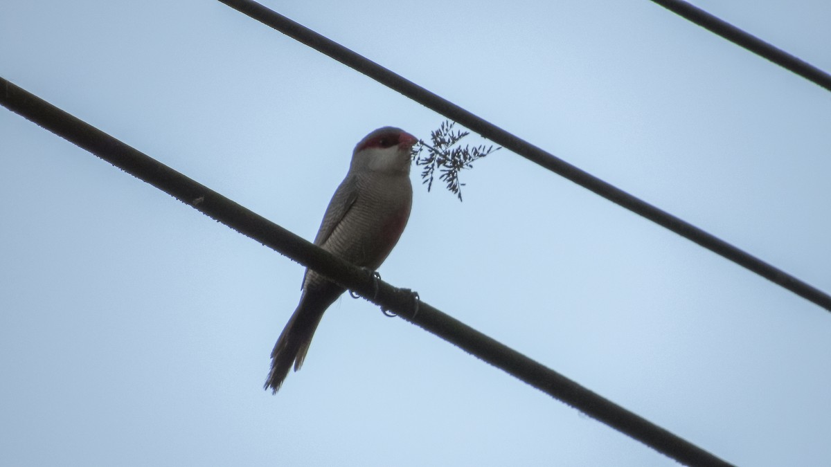 Common Waxbill - ML646210947