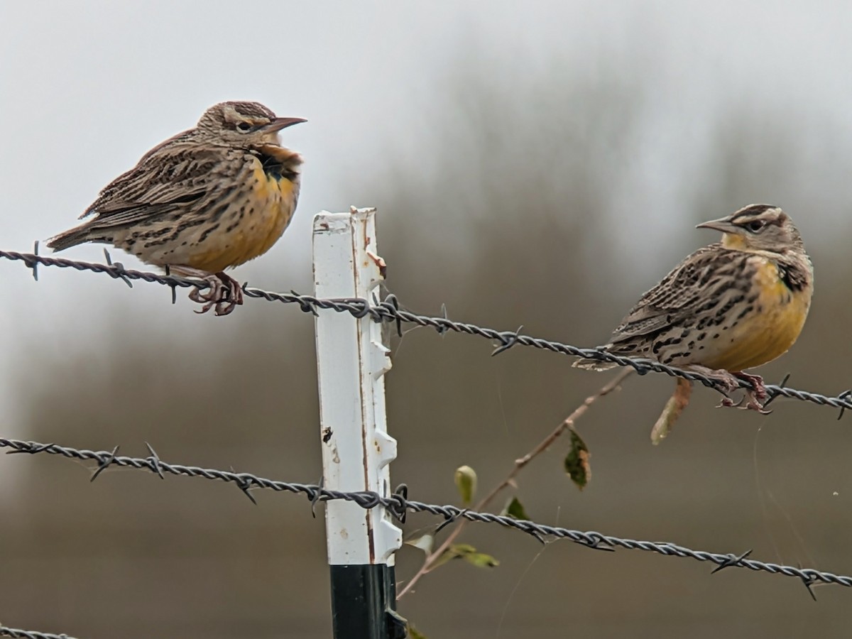 Western Meadowlark - ML646210949