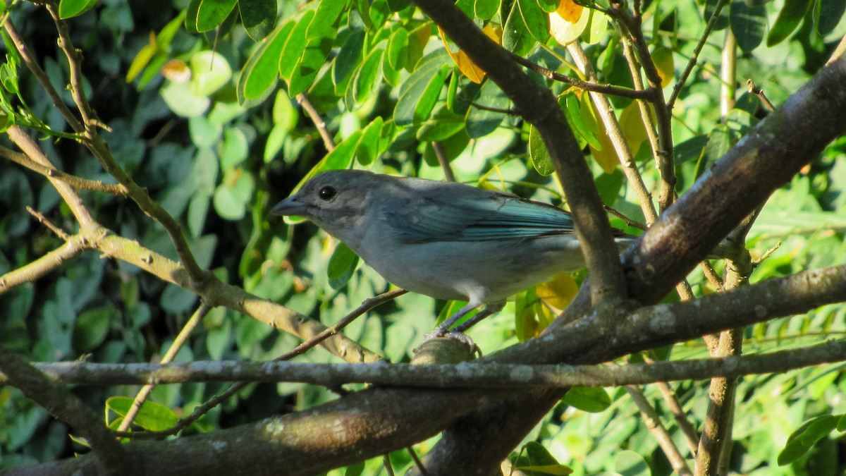 Sayaca Tanager - ML646210953