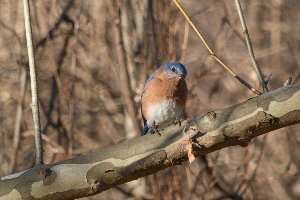 Блакитник східний - ML646210954