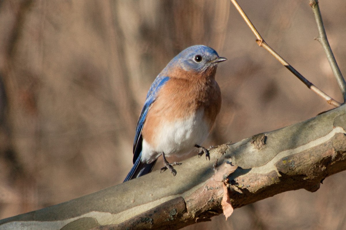 Блакитник східний - ML646210955