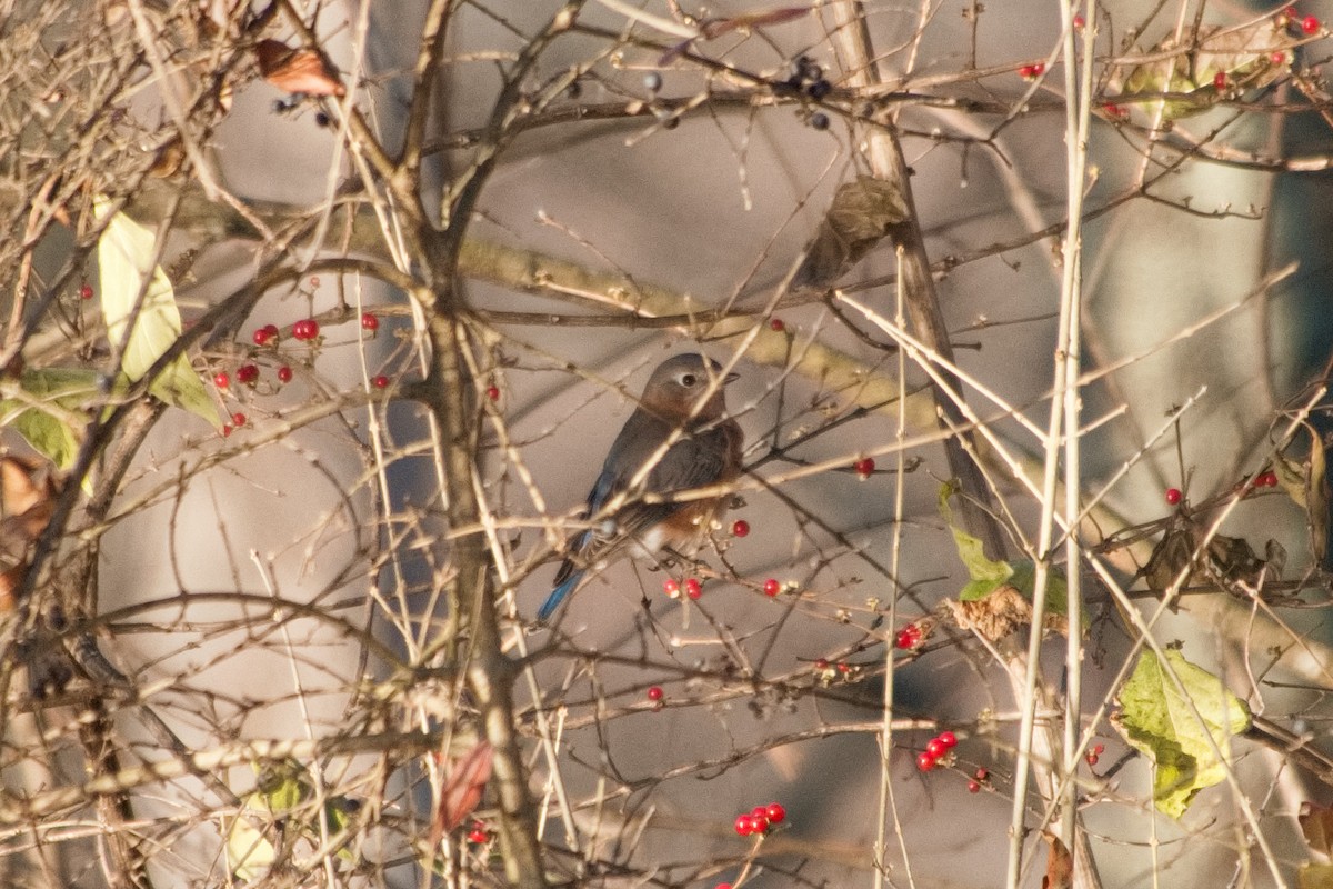 Блакитник східний - ML646210956