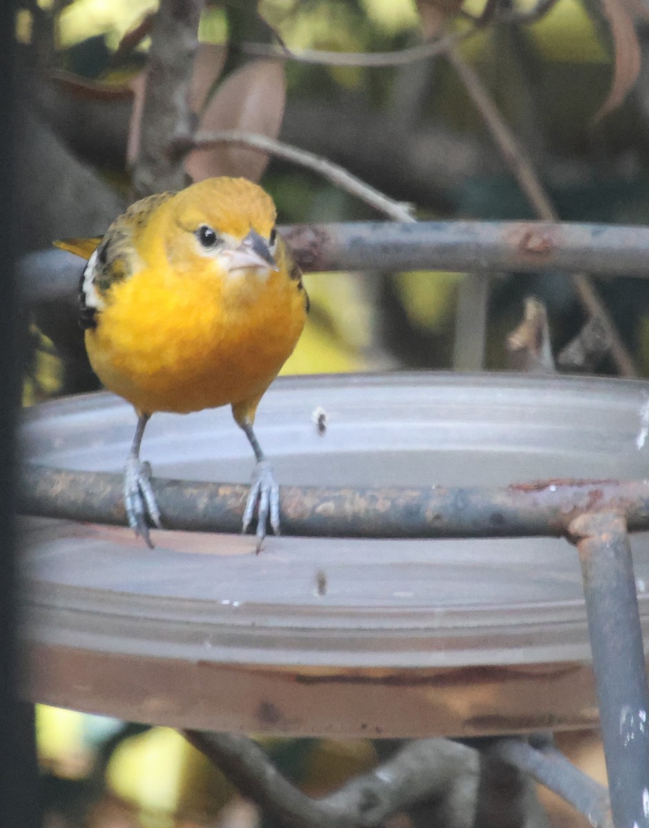 Балтиморский трупиал - ML646210958