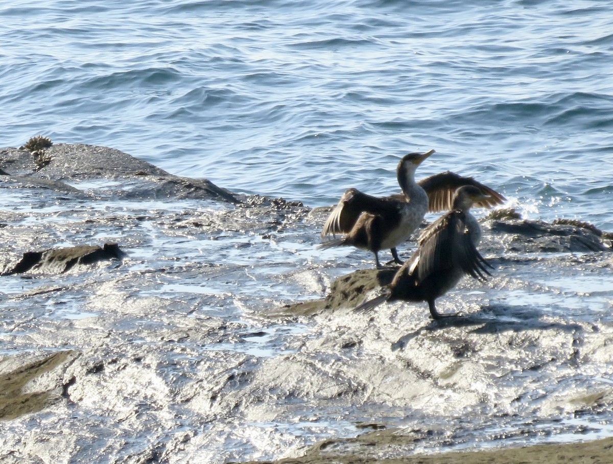 丹氏鸕鷀 - ML646210968