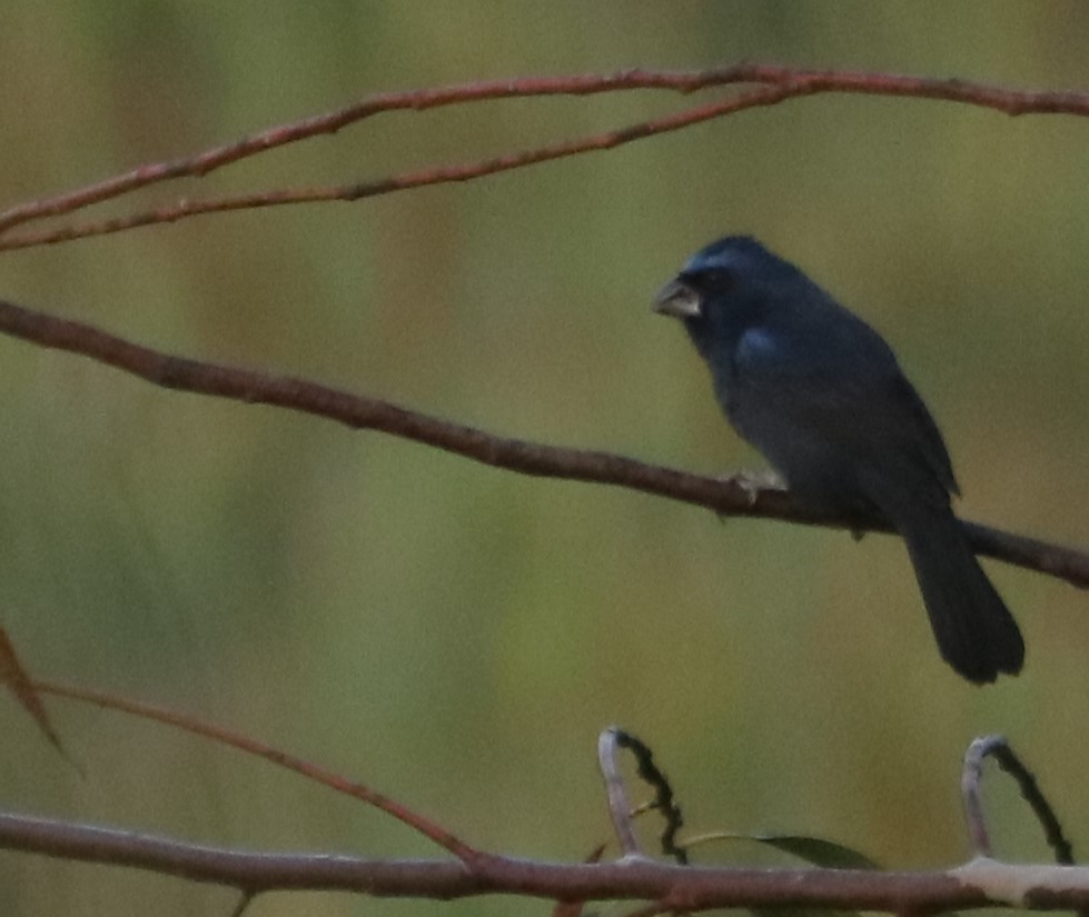 Ultramarine Grosbeak - ML646210980