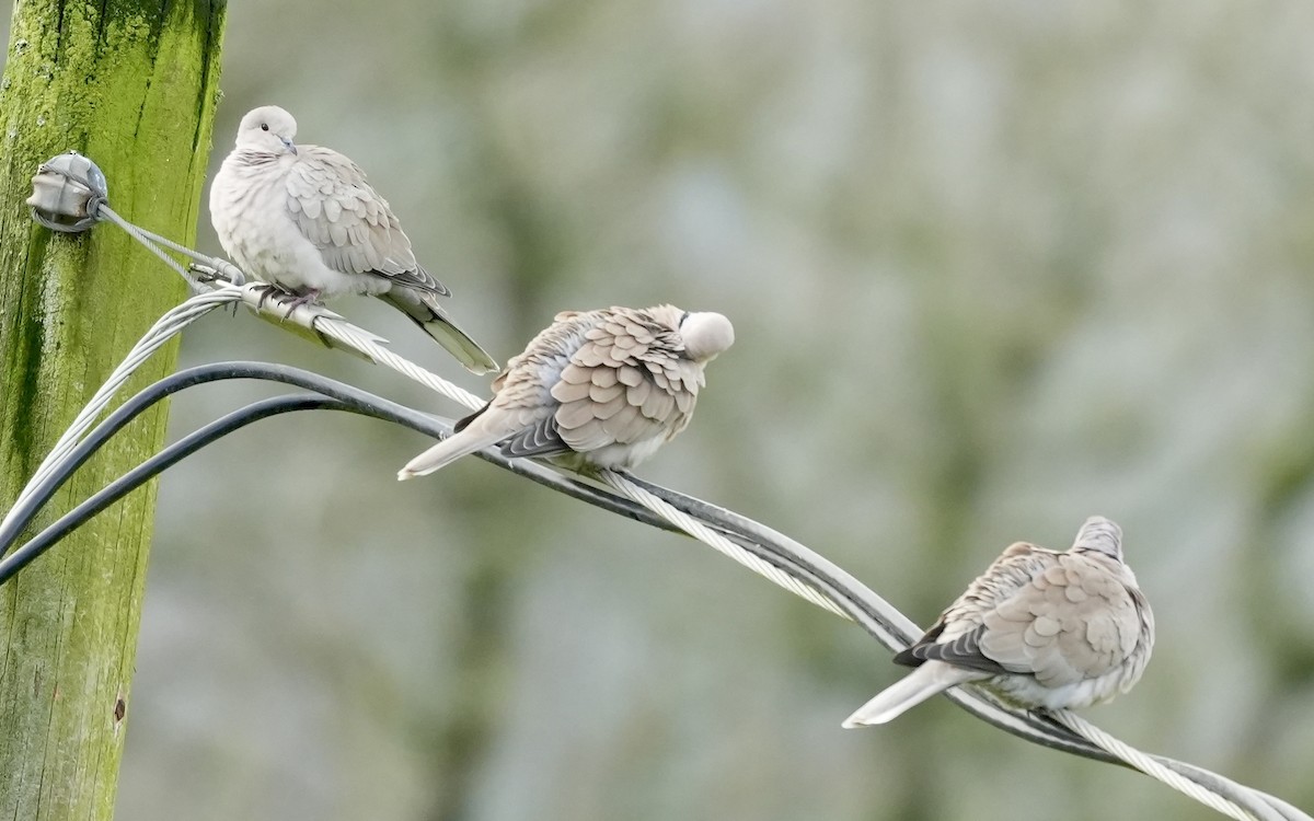 Mourning Dove - ML646210982
