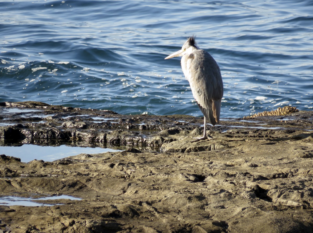 蒼鷺 - ML646210983