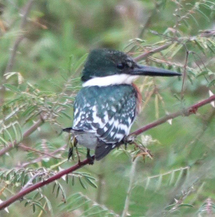 Green Kingfisher - ML646210984