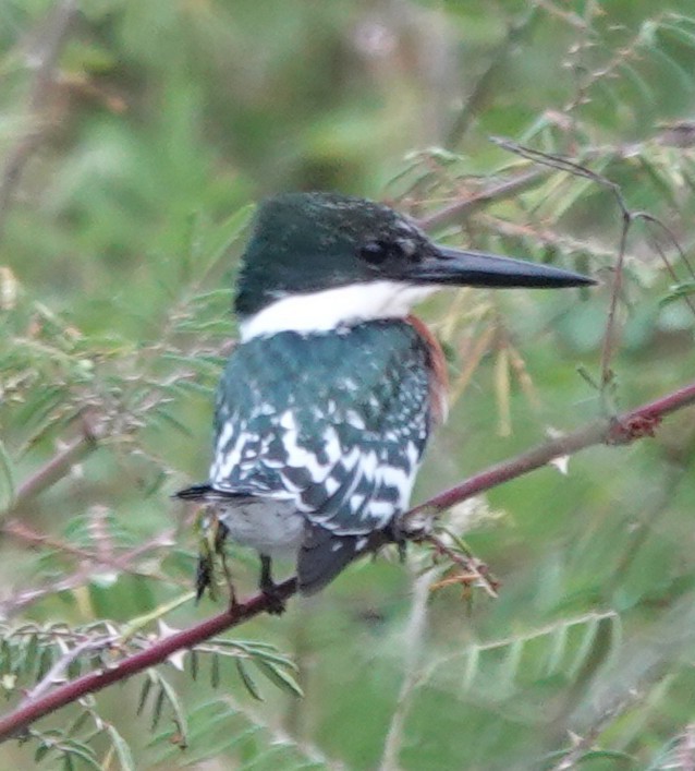 Green Kingfisher - ML646210988