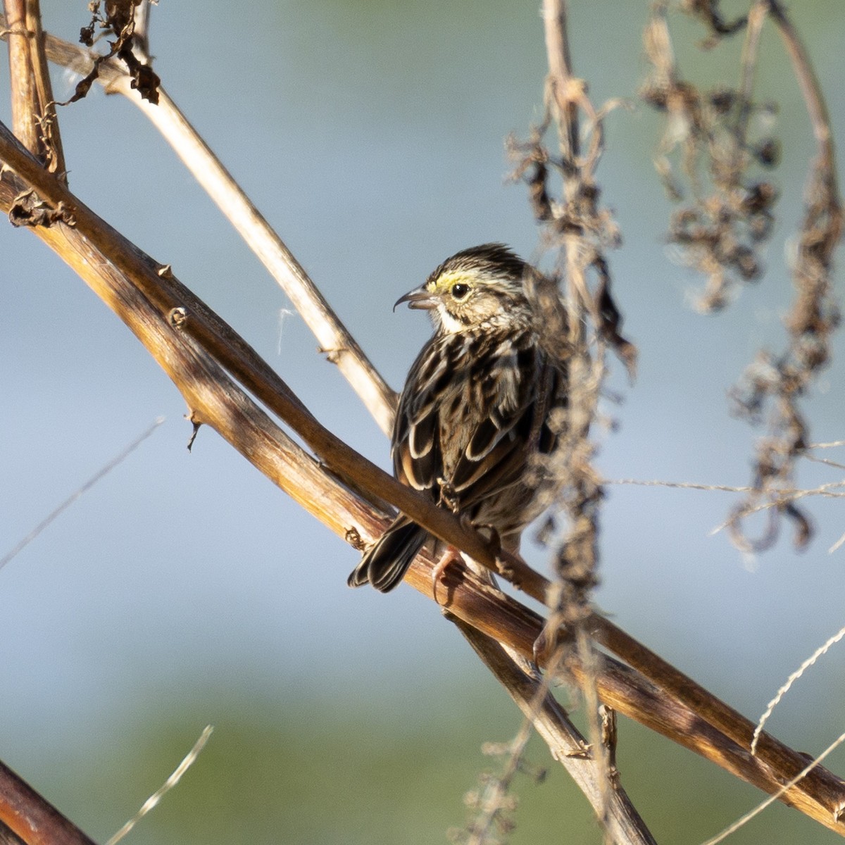 Savannah Sparrow - ML646210998
