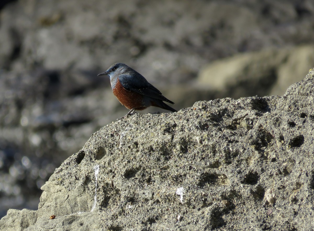 藍磯鶇 - ML646210999