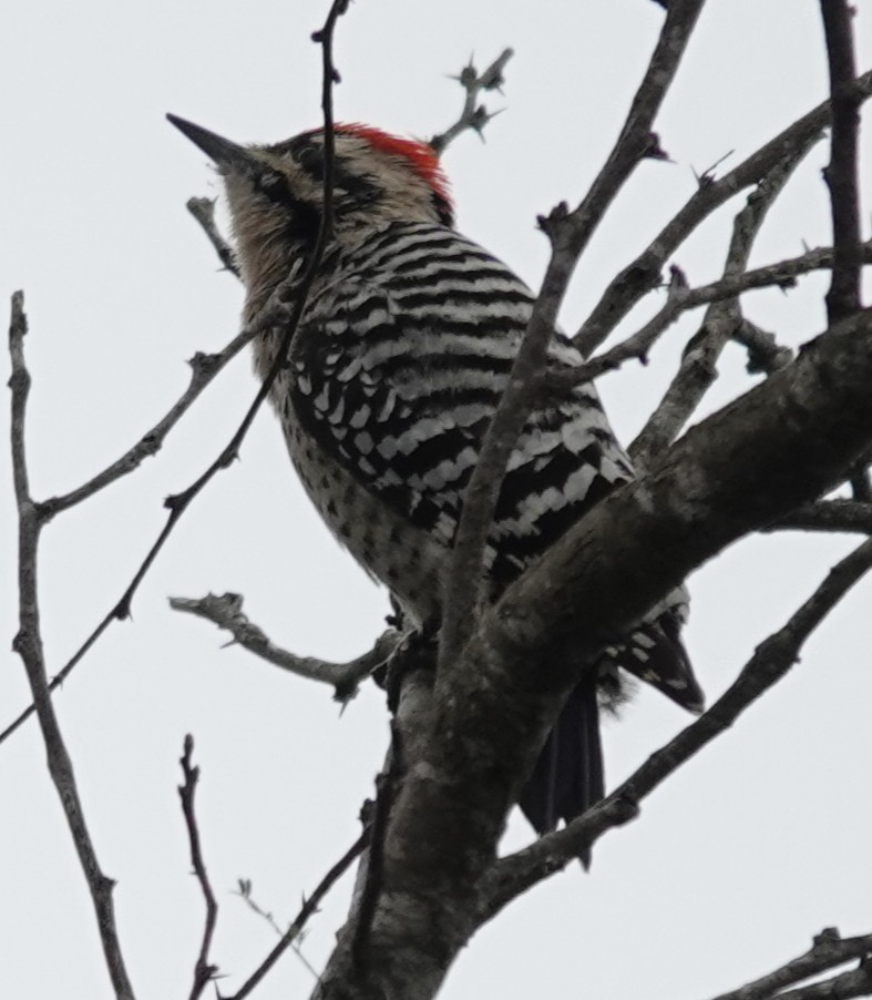 Ladder-backed Woodpecker - ML646211004
