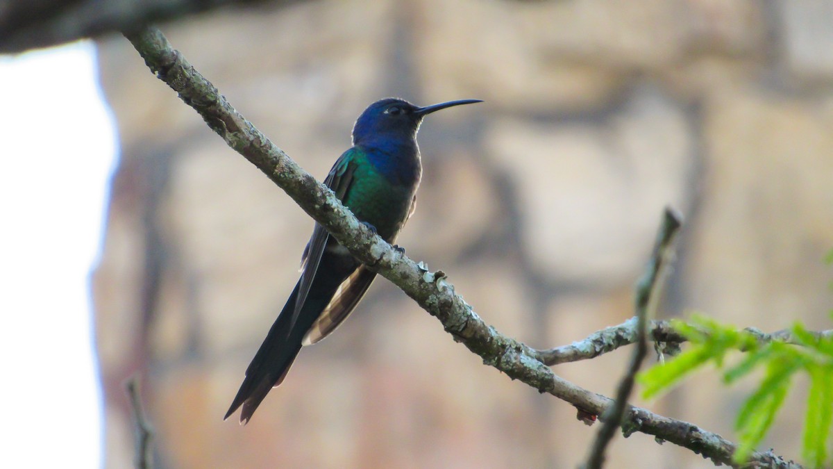 Swallow-tailed Hummingbird - ML646211005