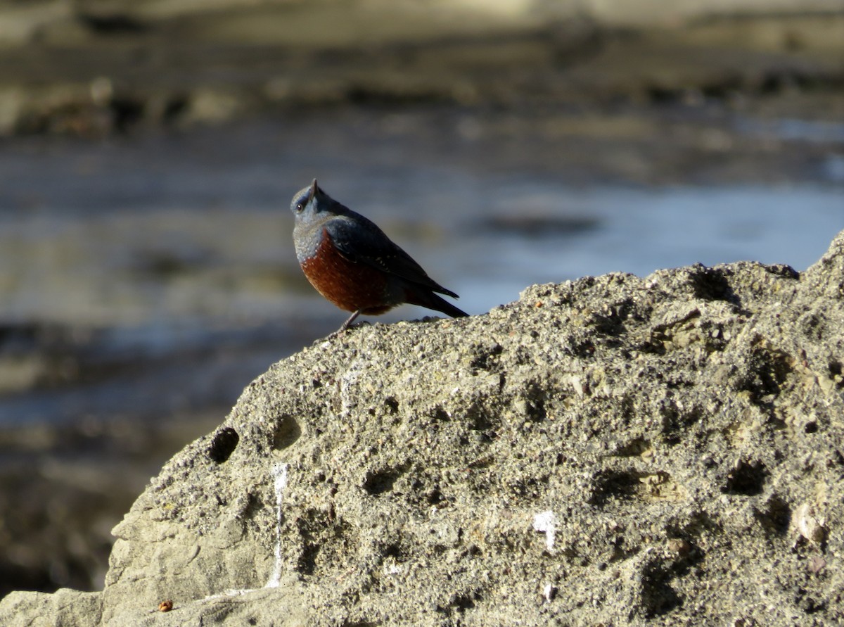 藍磯鶇 - ML646211006