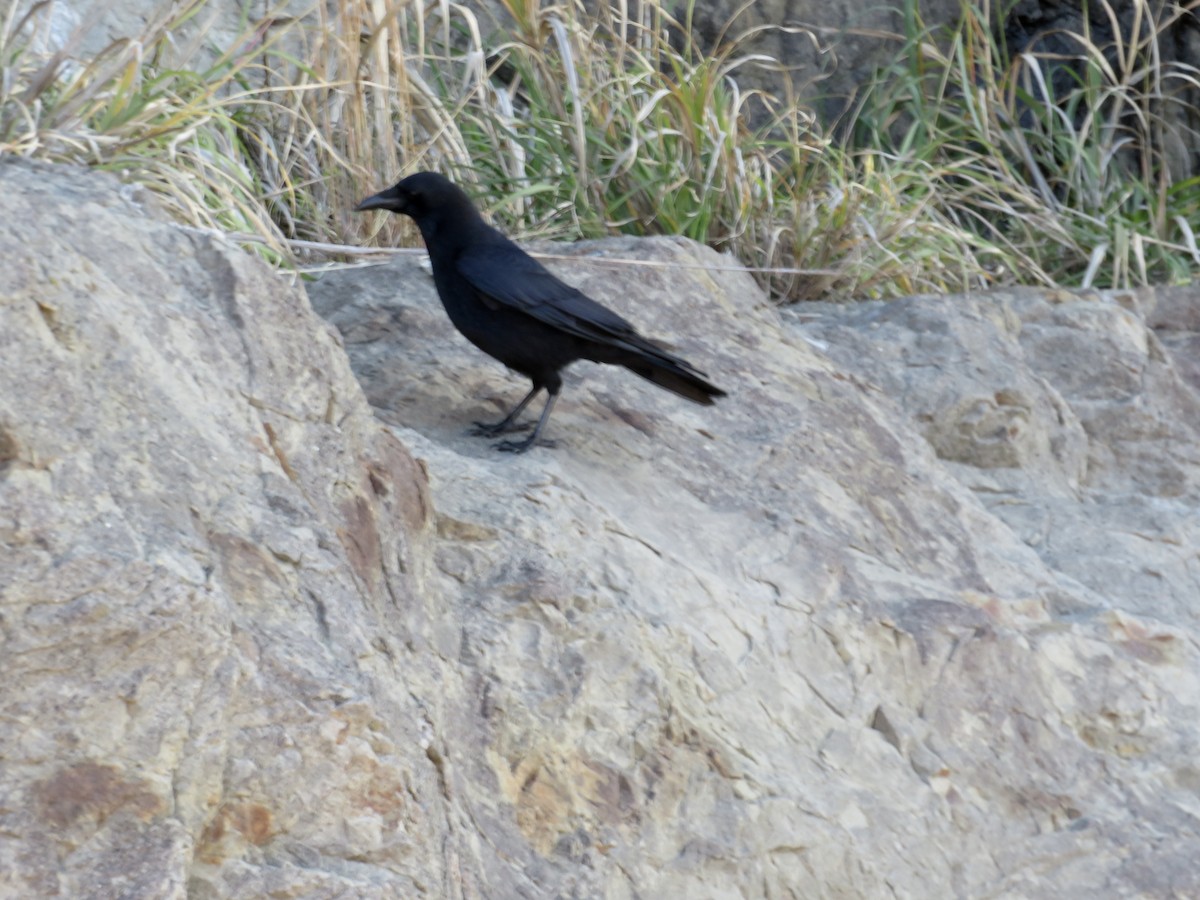 小嘴烏鴉 - ML646211008