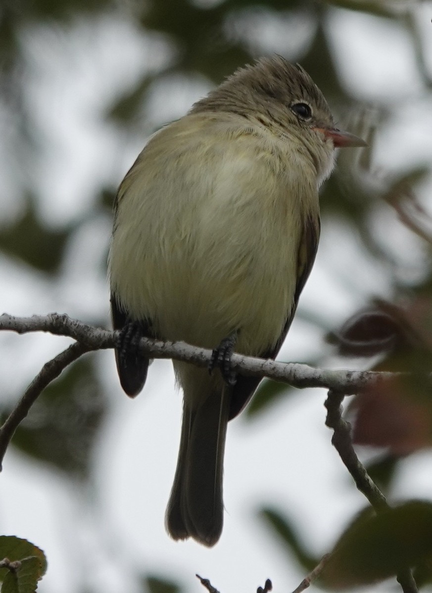 Northern Beardless-Tyrannulet - ML646211011