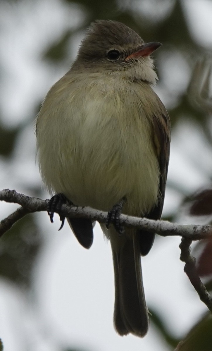 Northern Beardless-Tyrannulet - ML646211019