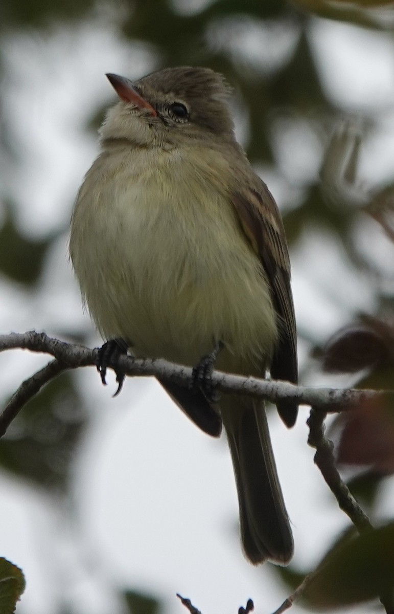 Northern Beardless-Tyrannulet - ML646211021