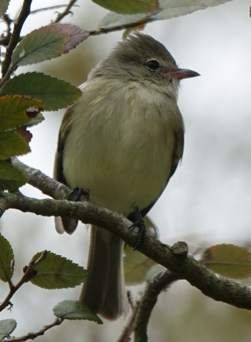 Northern Beardless-Tyrannulet - ML646211042