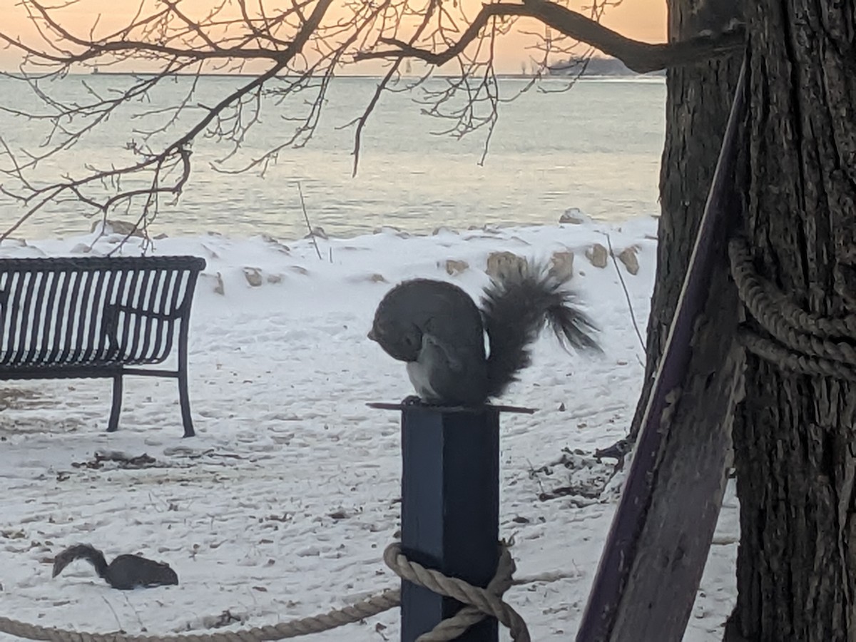 Eastern Gray Squirrel - ML646211045