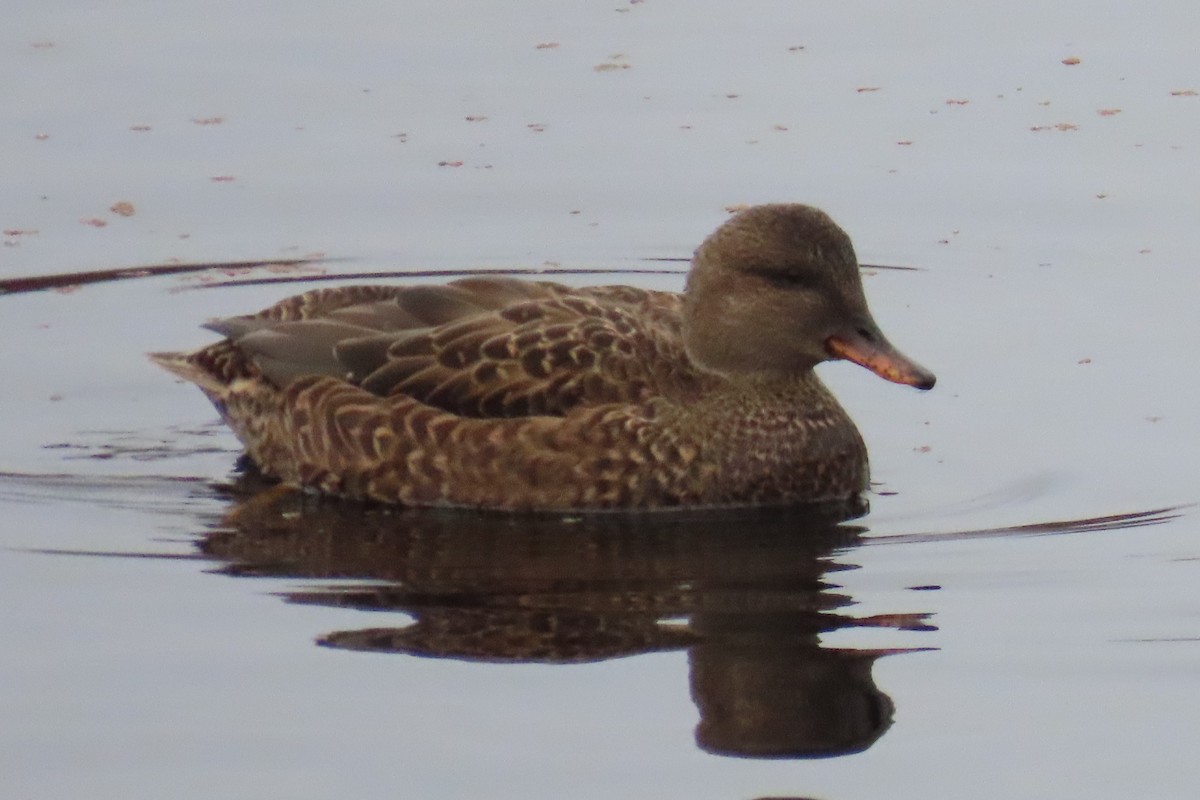 kopřivka obecná - ML646211058