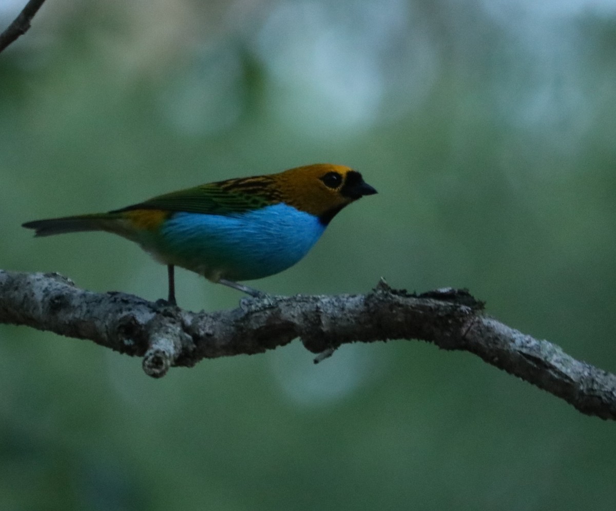 Gilt-edged Tanager - ML646211059