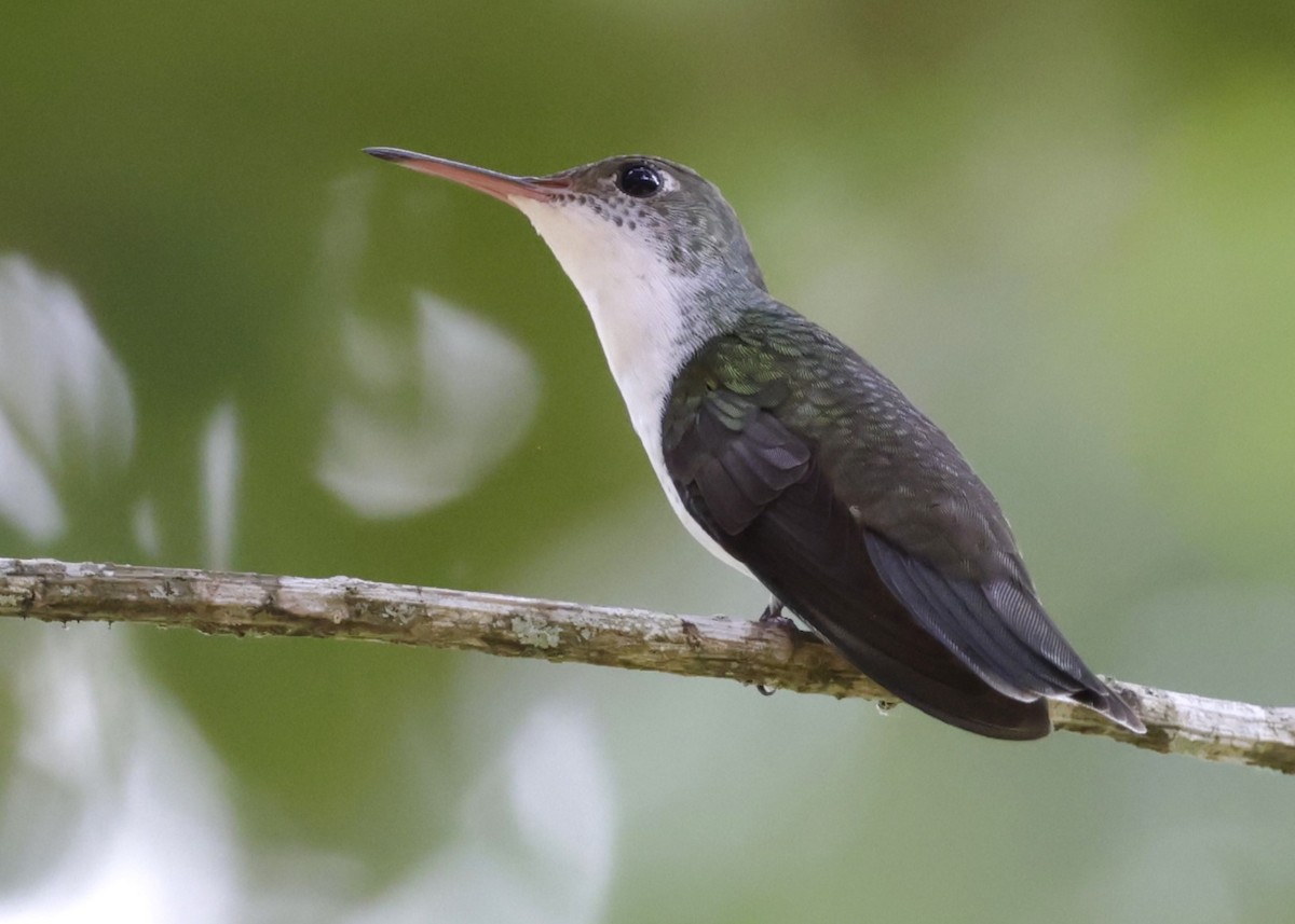 White-bellied Emerald - ML646211060