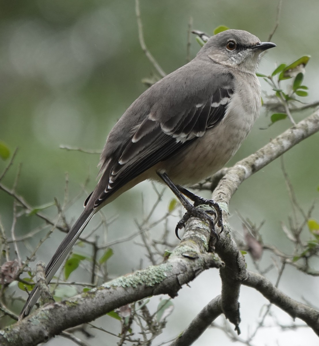 Northern Mockingbird - ML646211068