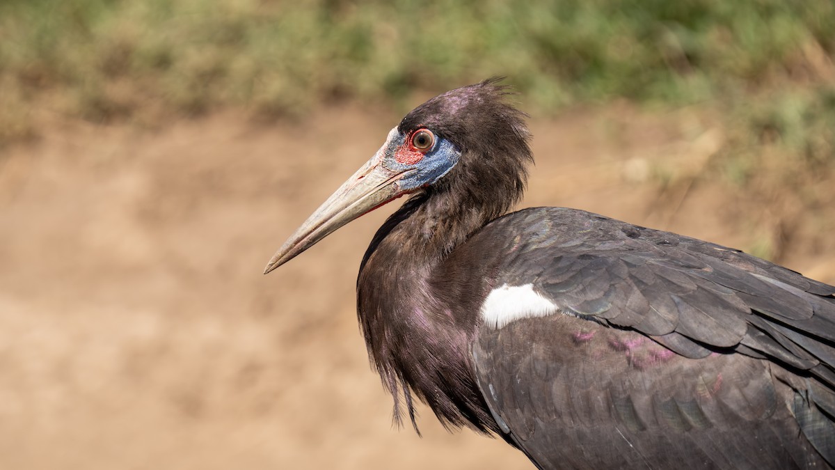 Abdim's Stork - ML646211076