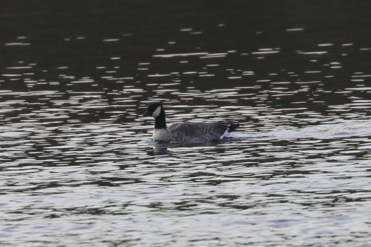 Cackling Goose (Richardson's) - ML646211078
