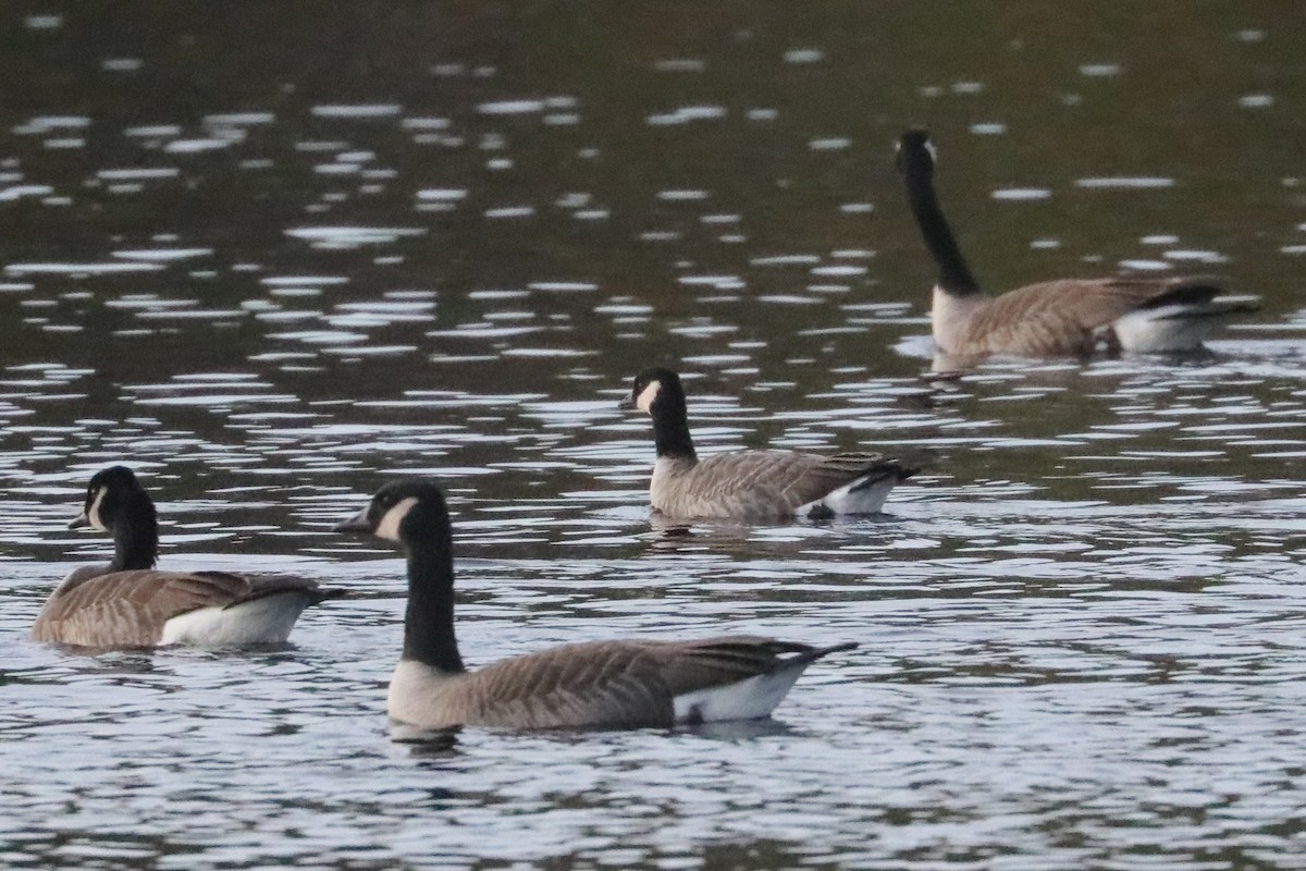 Cackling Goose (Richardson's) - ML646211079