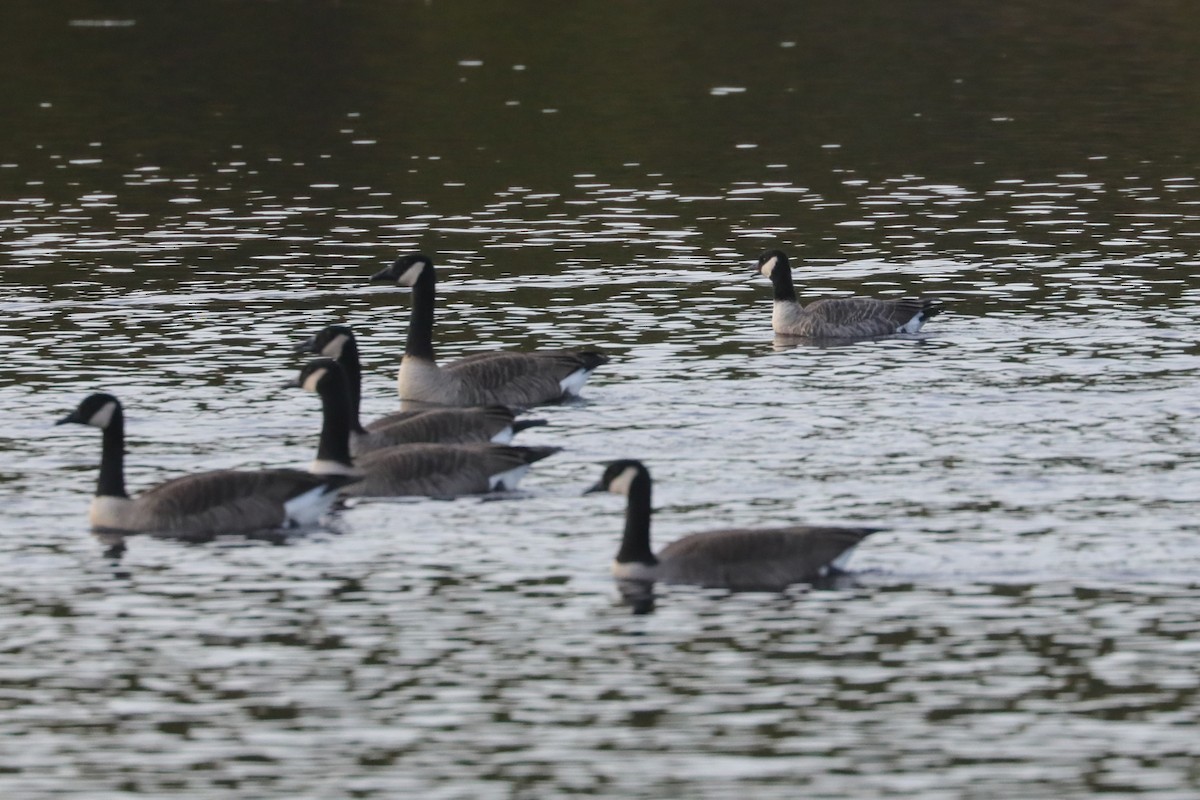 Cackling Goose (Richardson's) - ML646211080