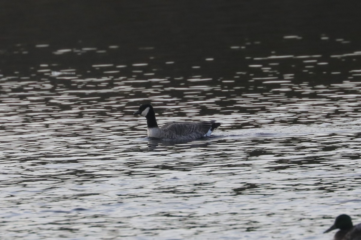 Cackling Goose (Richardson's) - ML646211081