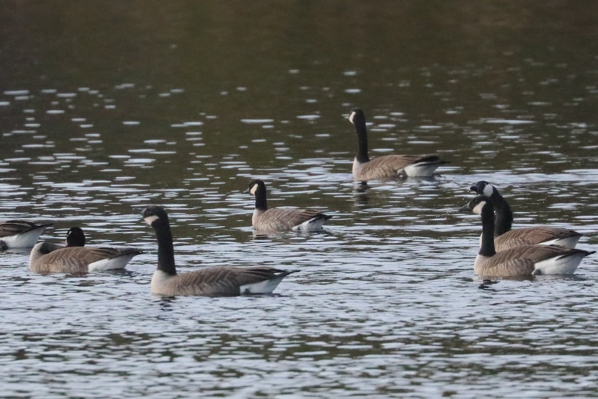 Cackling Goose (Richardson's) - ML646211082