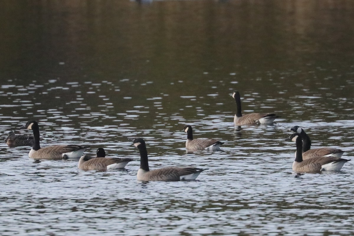 Cackling Goose (Richardson's) - ML646211083