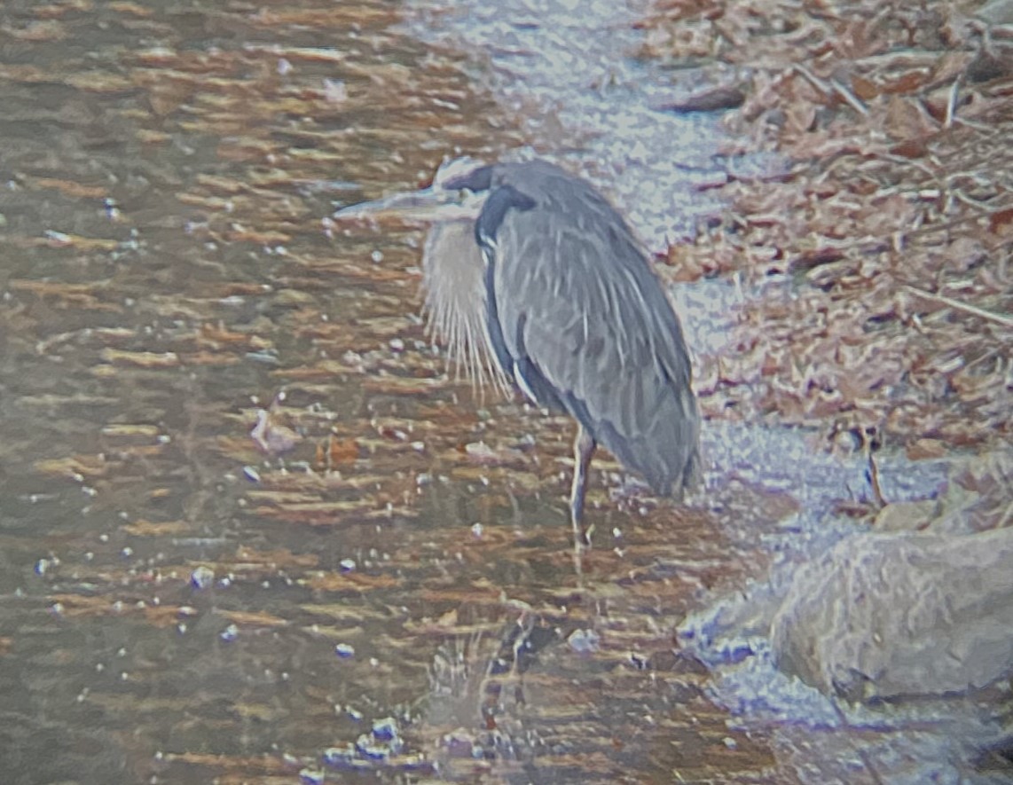 Great Blue Heron - ML646211088