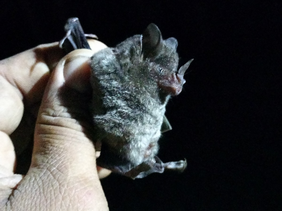 Animals - ML646211096