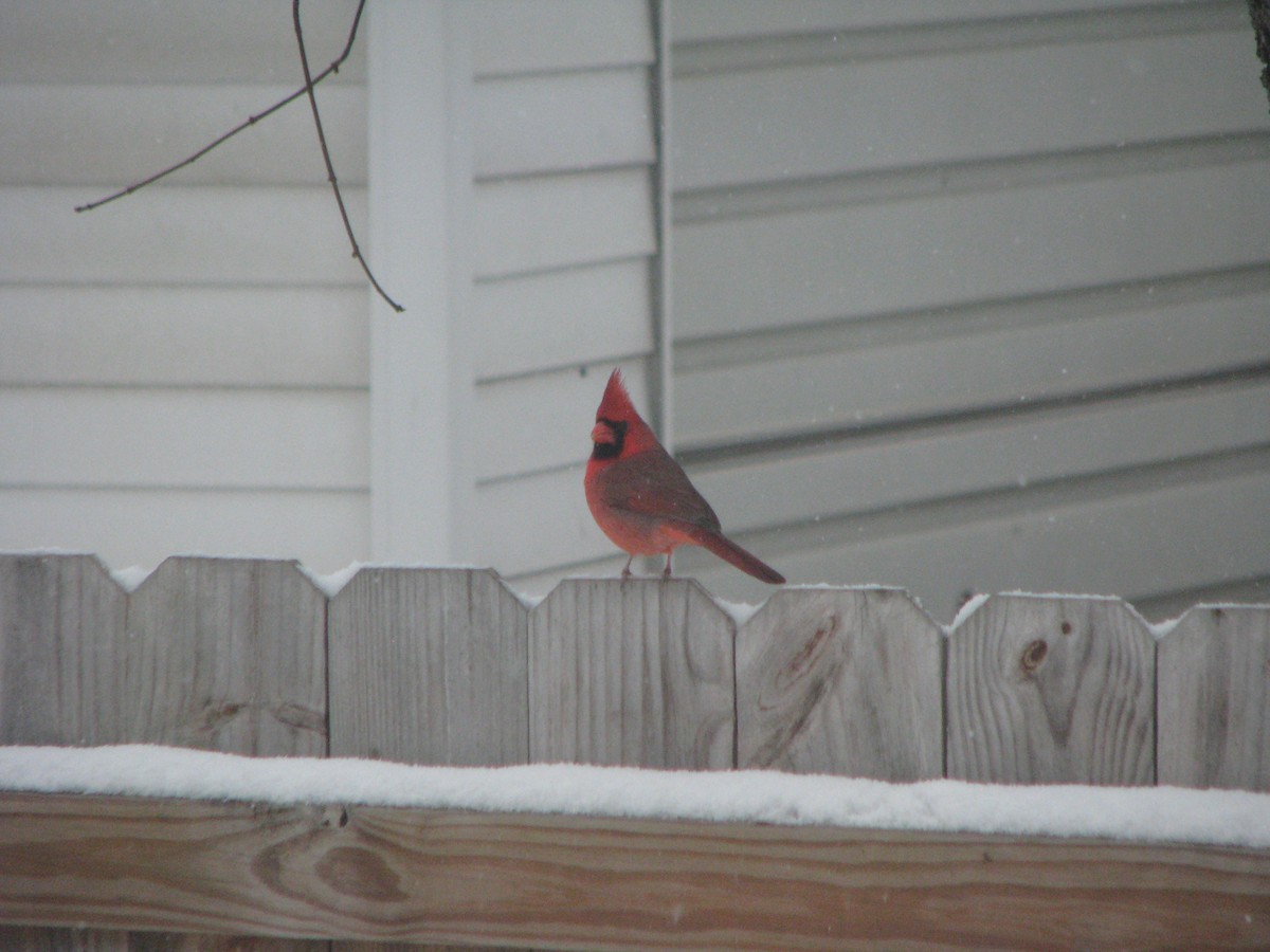 Northern Cardinal - ML646211097
