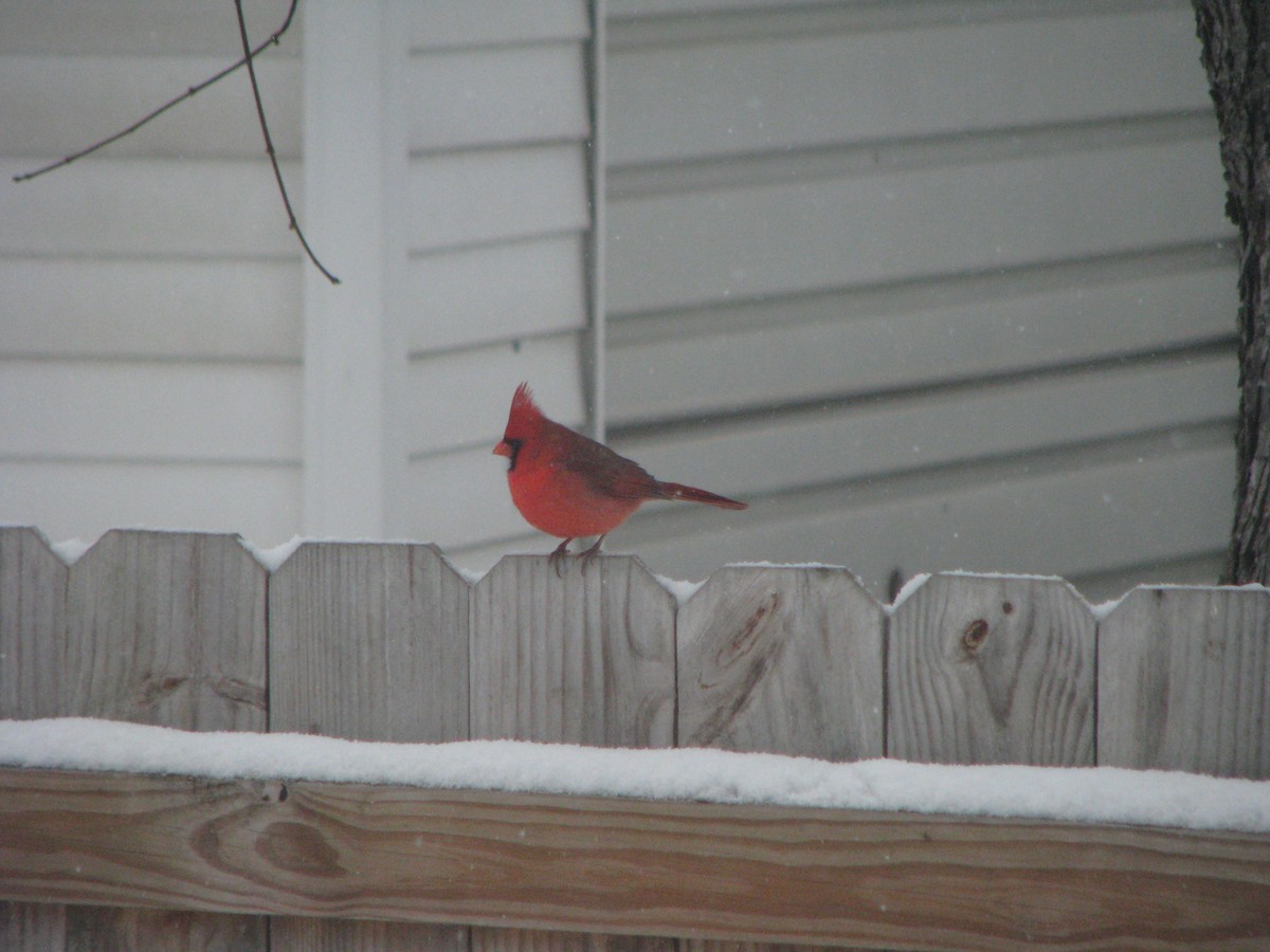Northern Cardinal - ML646211098