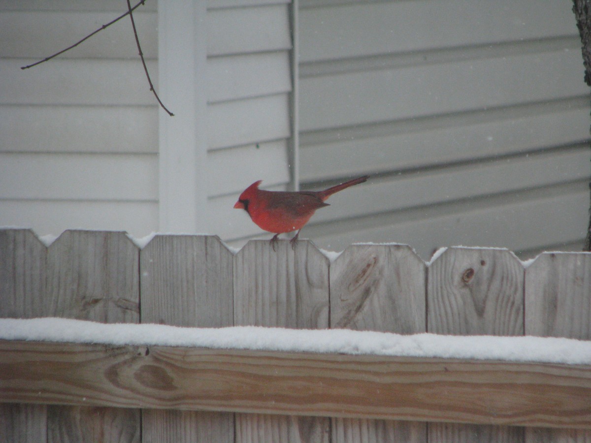 Northern Cardinal - ML646211101