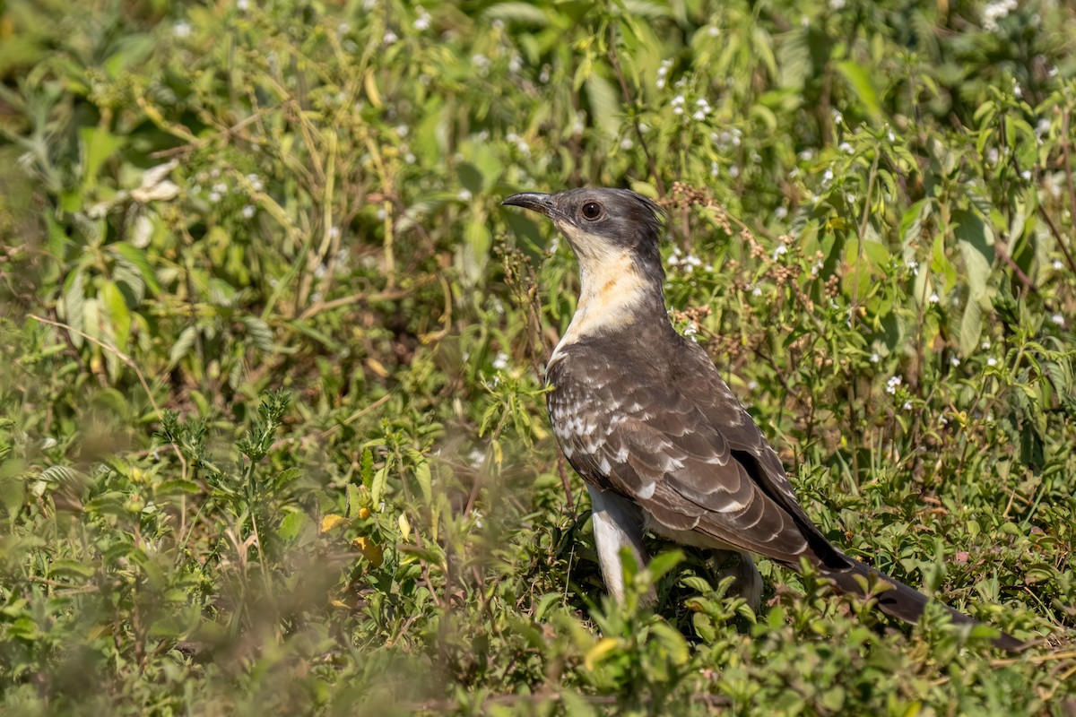 Great Spotted Cuckoo - ML646211105