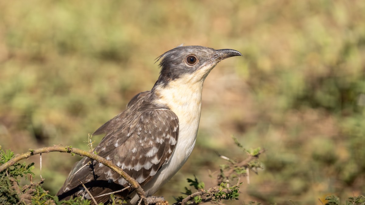 Great Spotted Cuckoo - ML646211106