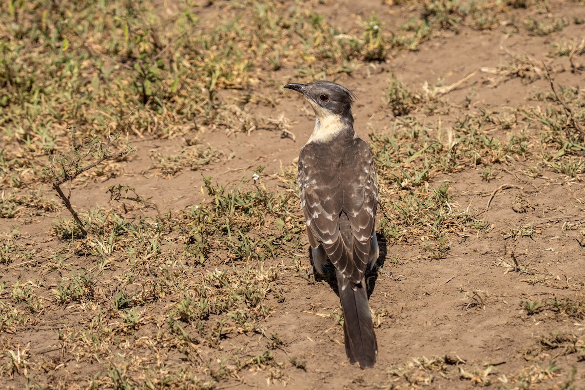 Great Spotted Cuckoo - ML646211107