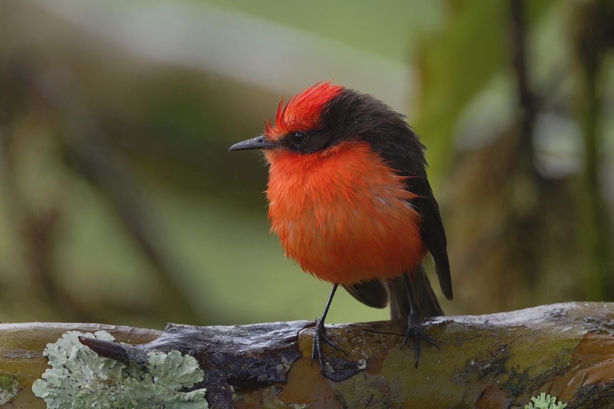 Brujo Flycatcher (Galapagos) - ML646211127