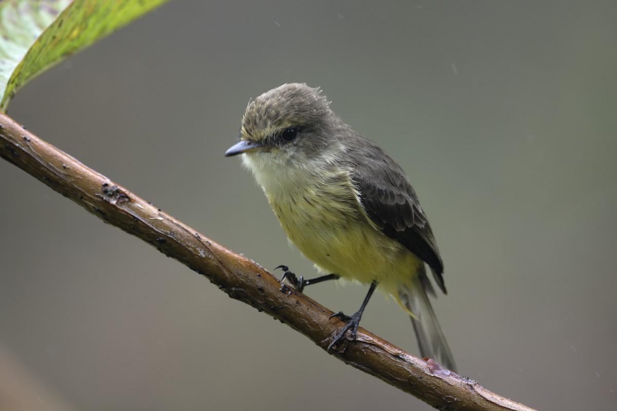 Brujo Flycatcher (Galapagos) - ML646211129