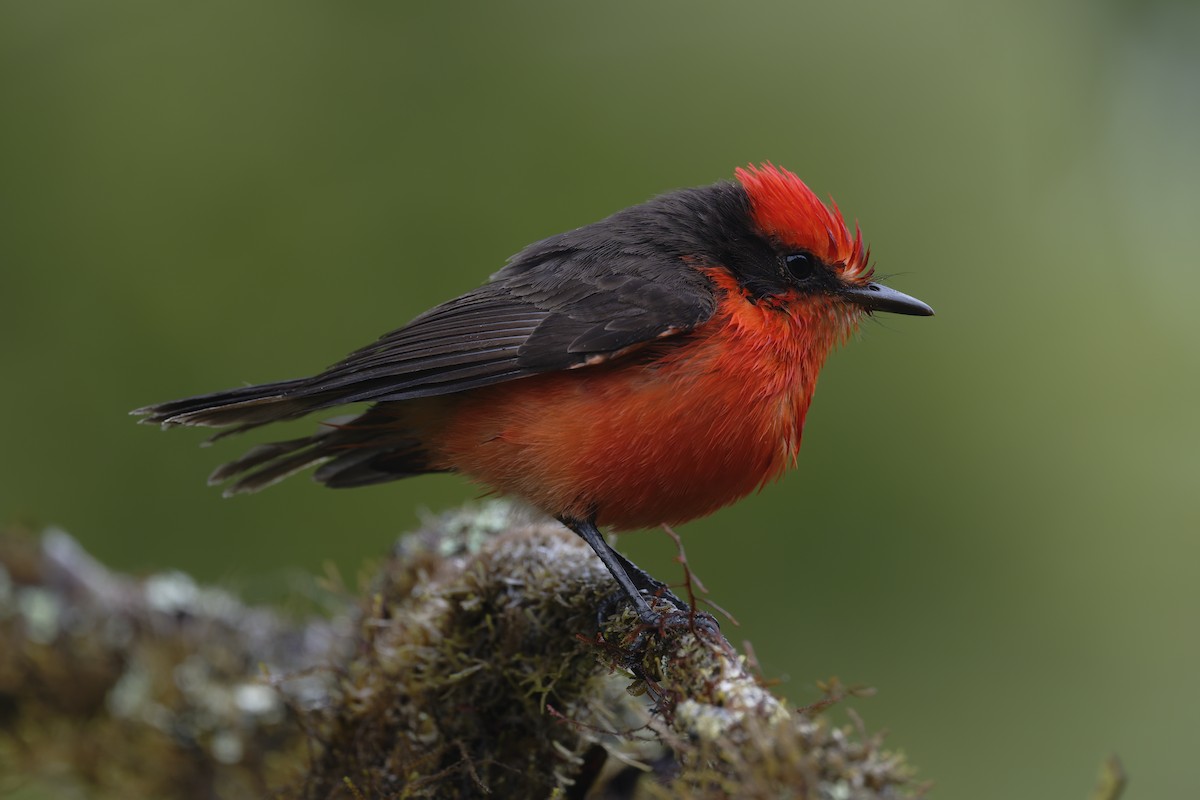 Brujo Flycatcher (Galapagos) - ML646211130
