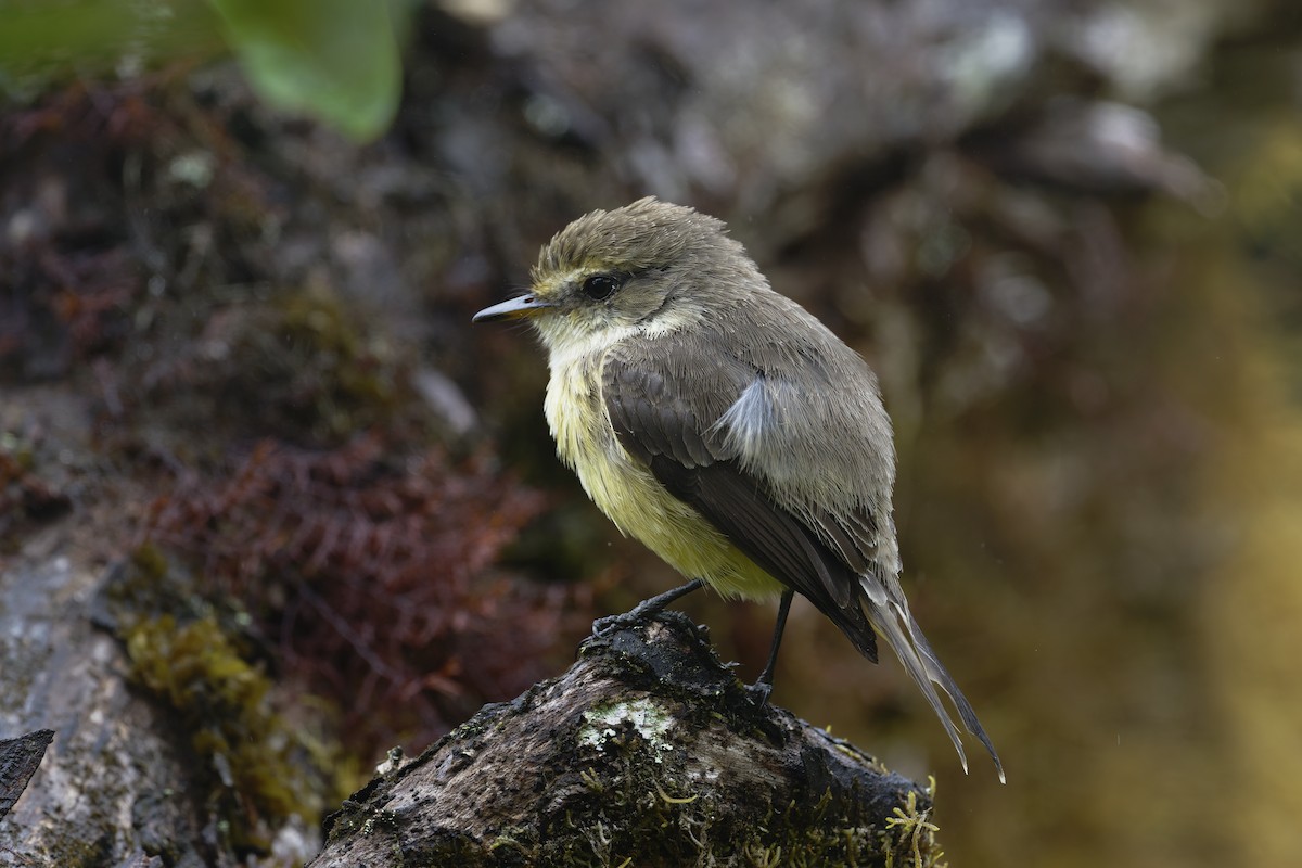 Brujo Flycatcher (Galapagos) - ML646211132