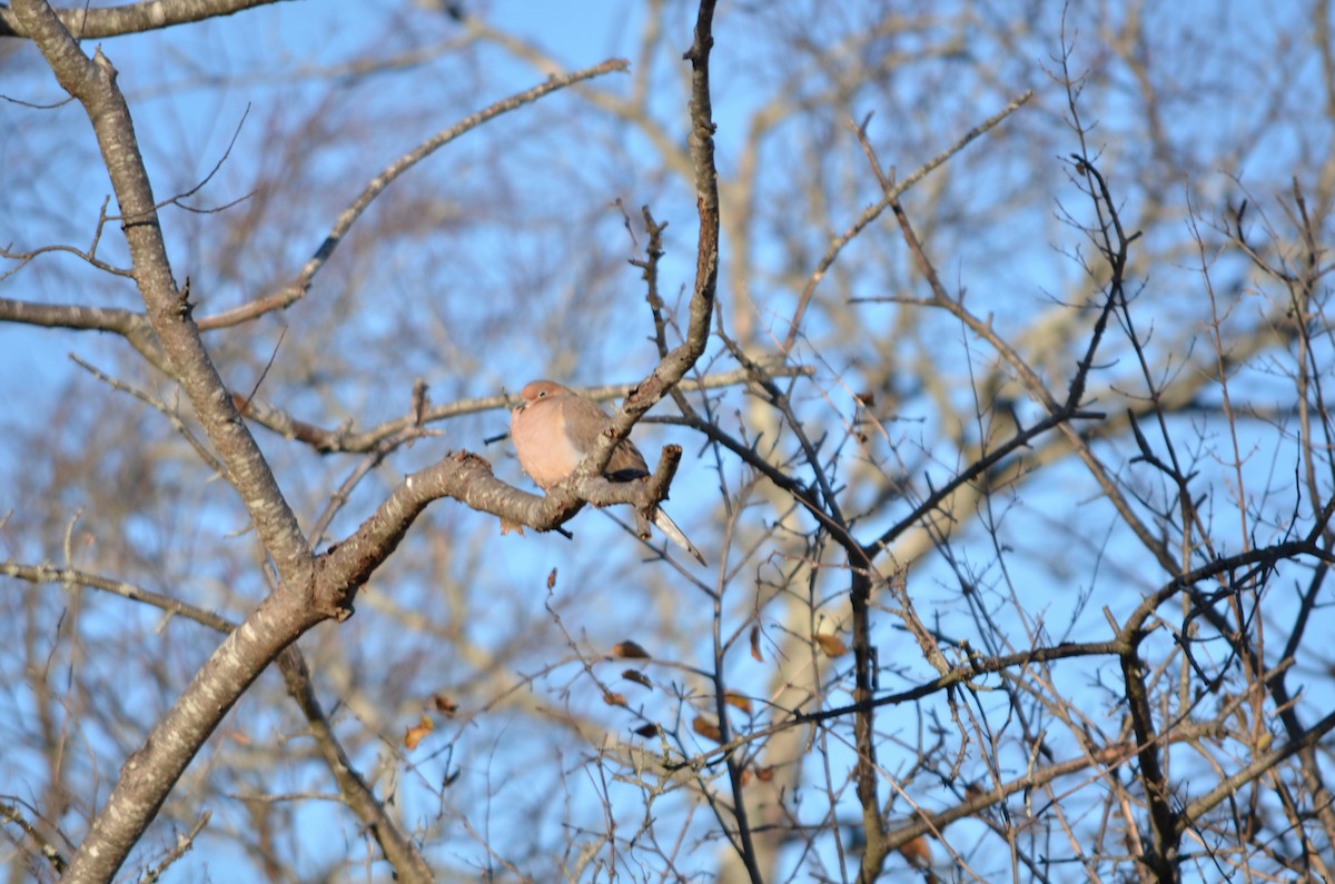 Mourning Dove - ML646211138