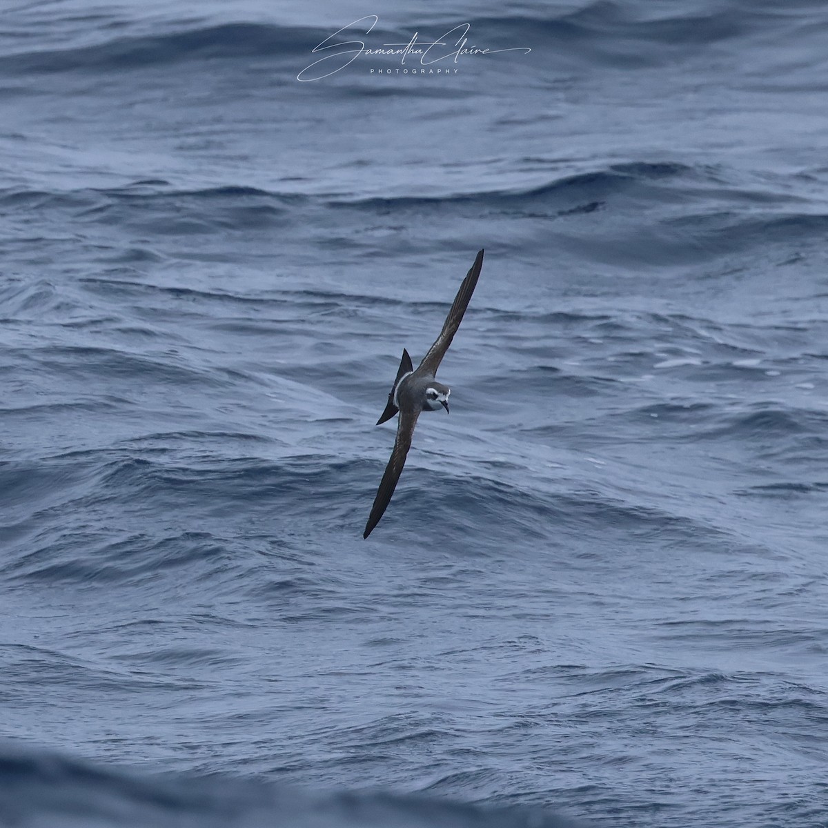 fregattstormsvale - ML646211139