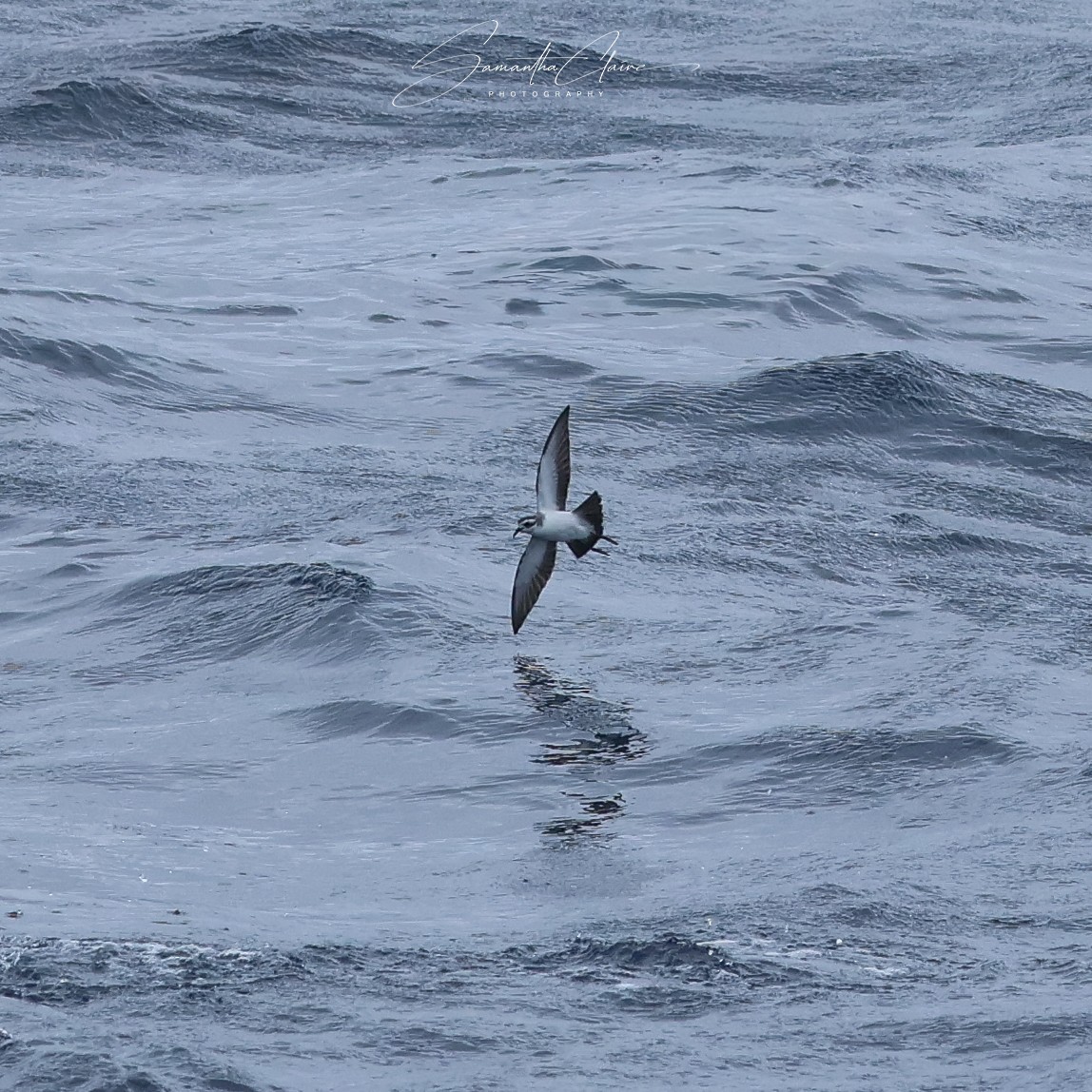 fregattstormsvale - ML646211140